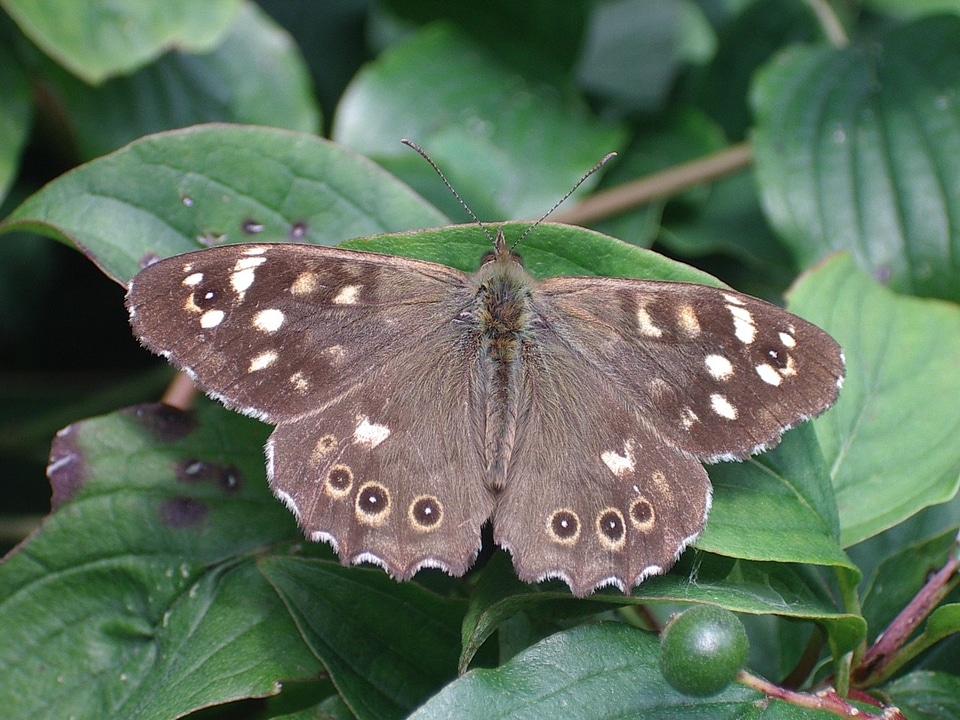 Butterfly speckled wood nature