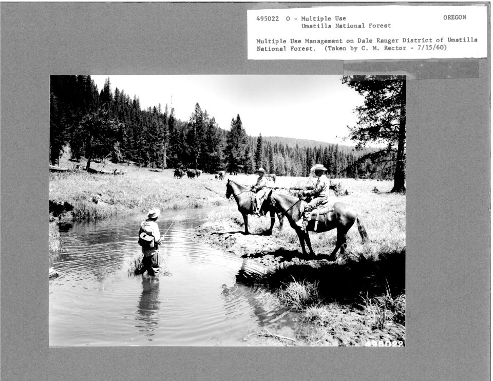 495022 Multiple Use - Fishing & Cattle on Dale RD, Umatilla NF, OR 1960