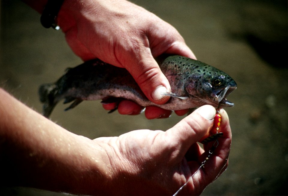 Removing the fish hook fishing Clackamas River Mt Hood National Forest