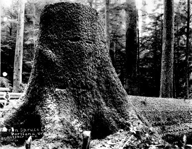 199 Spruce Stump