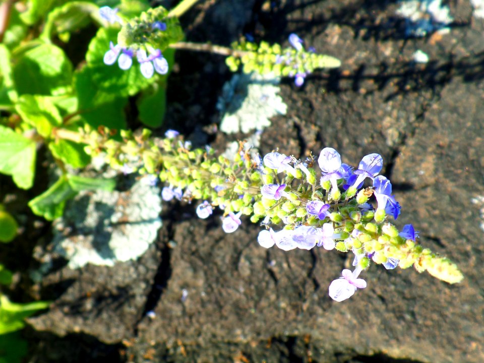 Flowers amongst the rocks