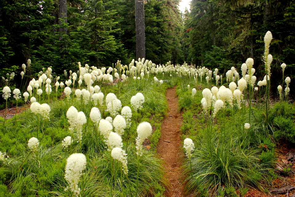 Xerophyllum tenax (beargrass) along Scott Trail (3531), Three Sisters Wilderness