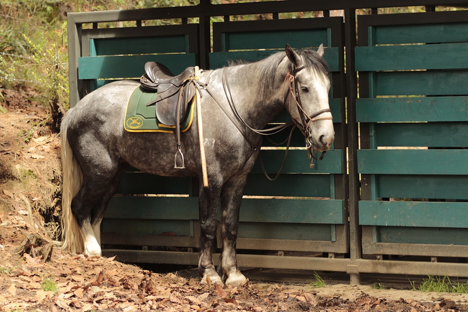 Horse animal nature