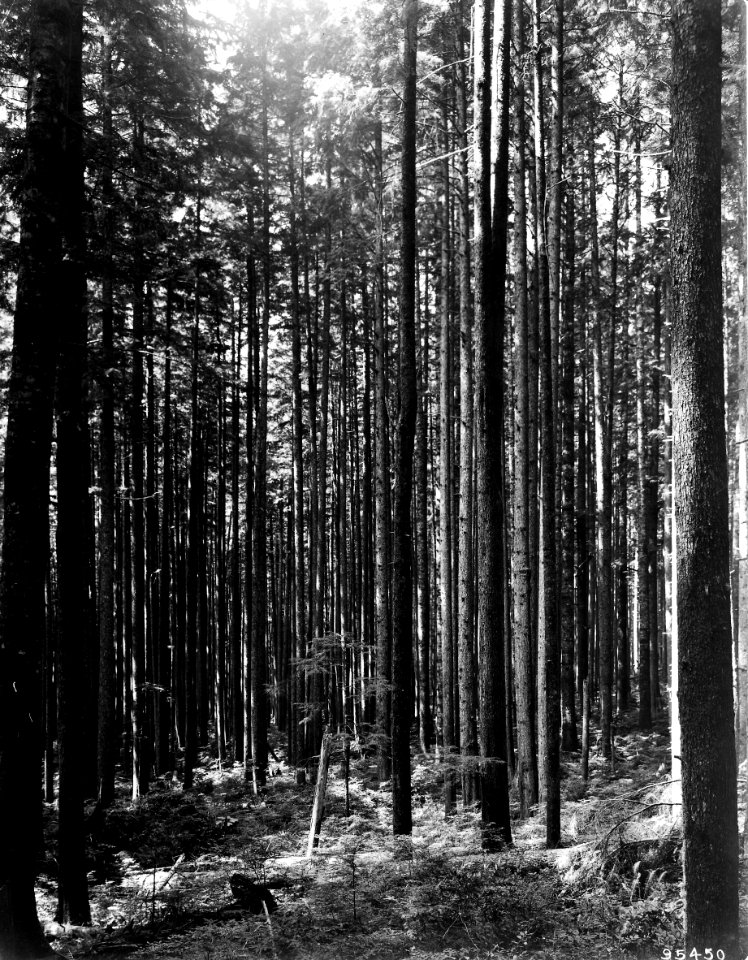 95450 Young Stand WH and GF, Snoqualmie NF, WA 1911