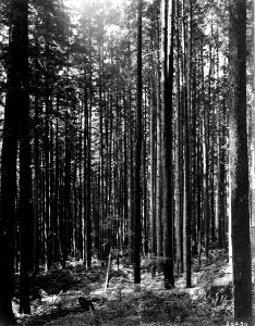 95450 Young Stand WH and GF, Snoqualmie NF, WA 1911