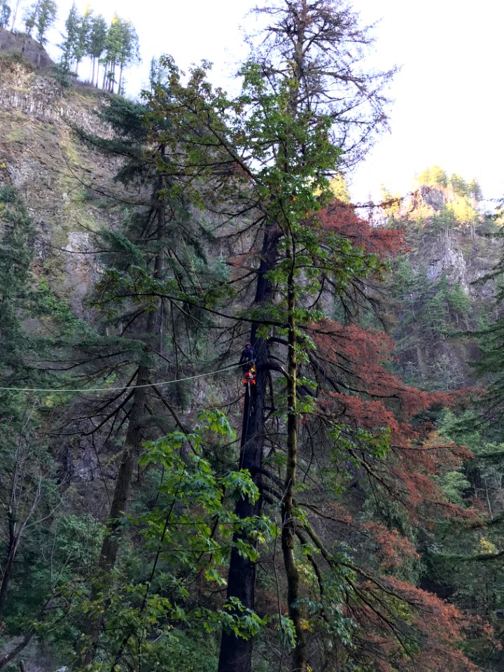 Removing hazard trees from the slopes around Multnomah Falls, CRGNSA