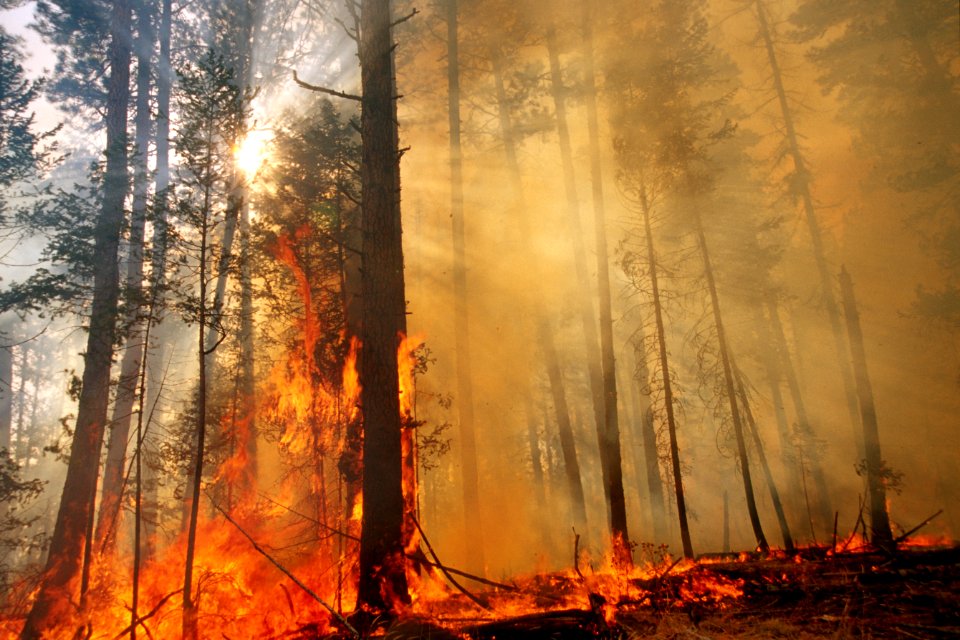 467 Prescribed fire burn, Colville National Forest