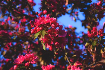 Tree blossom photo