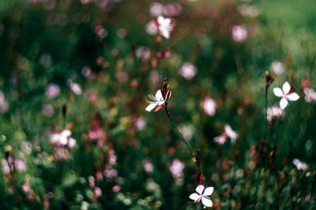 Park flowers photo