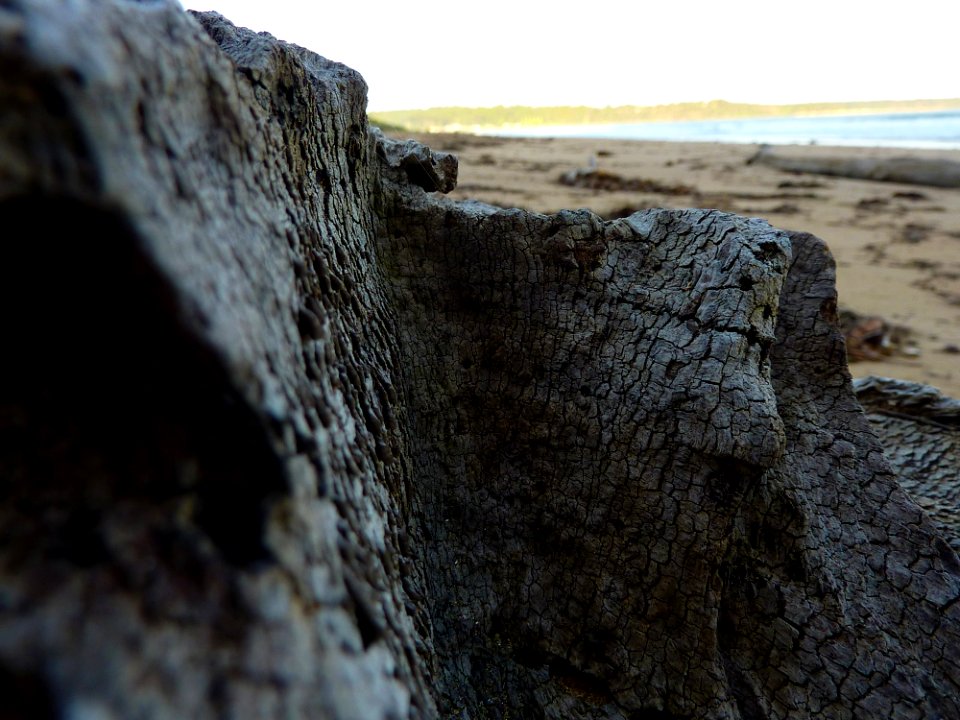 Flotsam & Jetsam on the beach