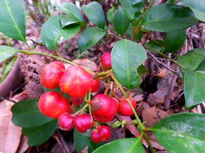 Red berries photo
