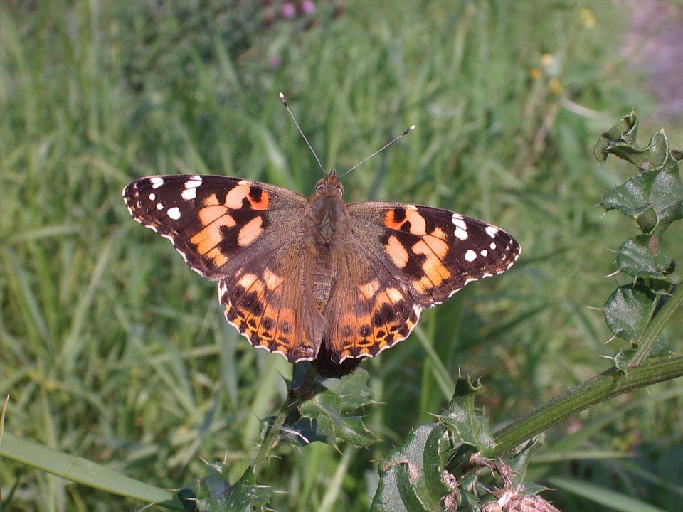 Butterfly painted lady nature