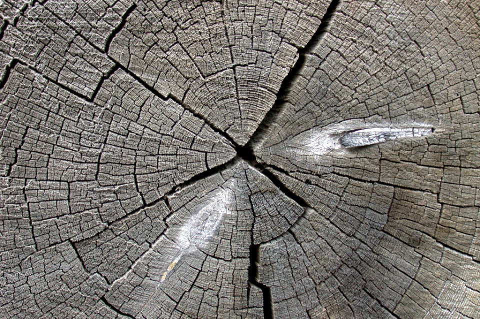 LOG BUTT DETAIL-UMATILLA