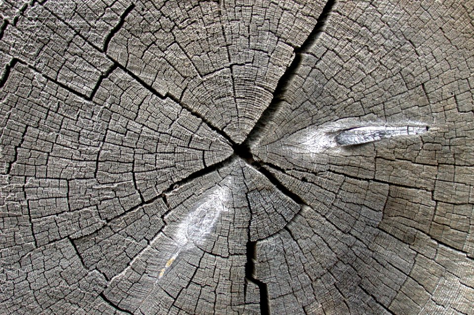 LOG BUTT DETAIL-UMATILLA photo