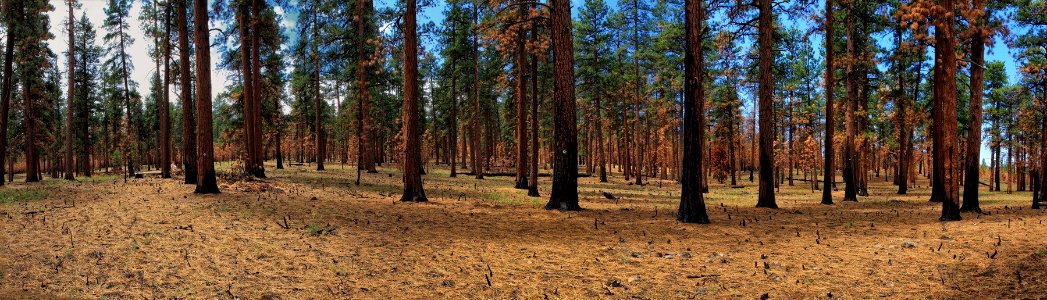 Forest Restoration, Deschutes National Forest