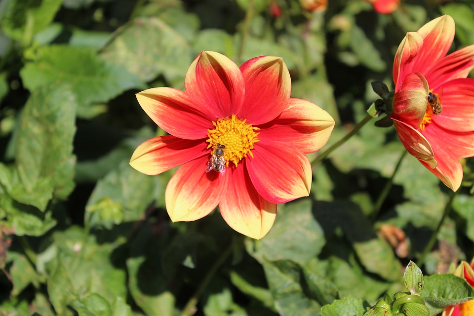 Dahlia blossom bloom