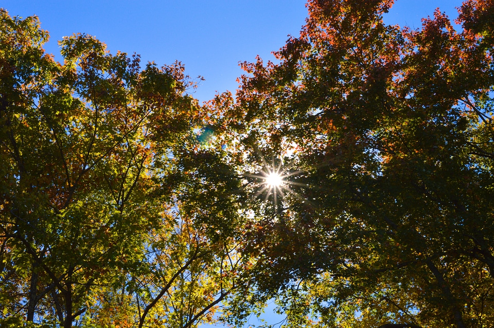 Fall foliage landscape nature