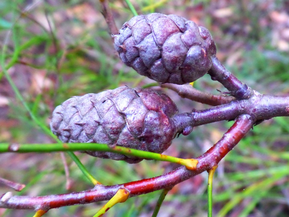 Seed pods photo