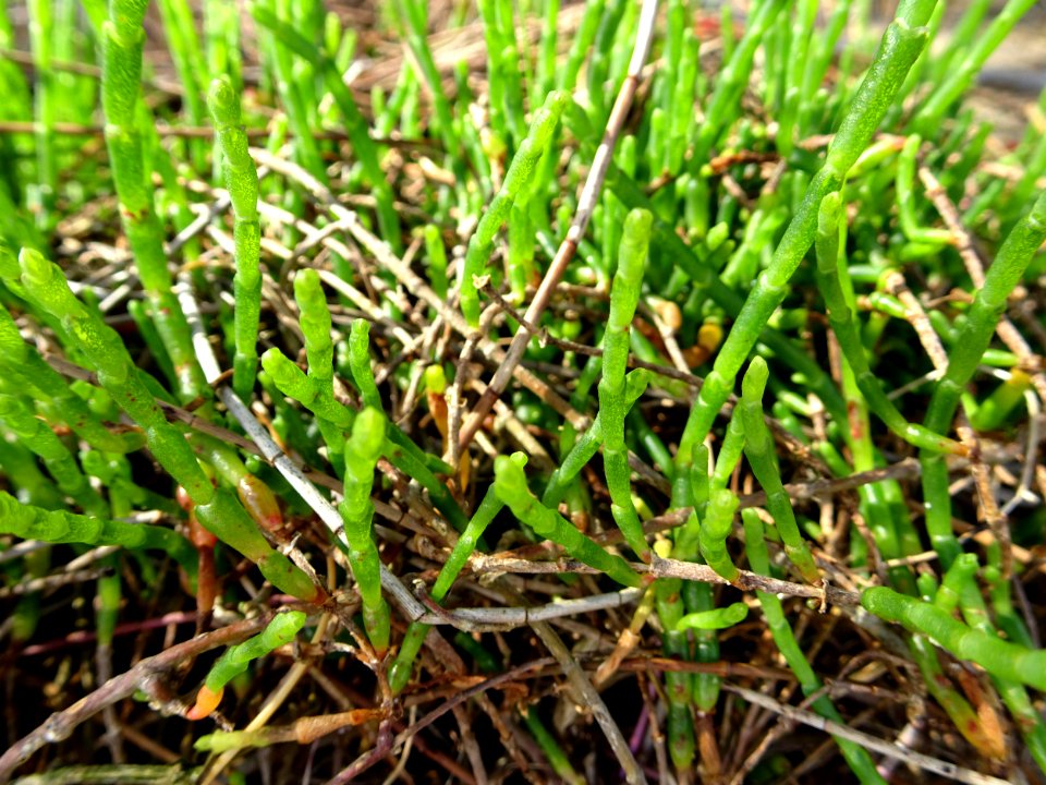 Samphire by the beach