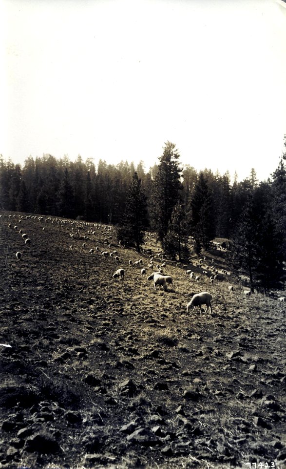 77423 Sheep on Wallowa NF, OR