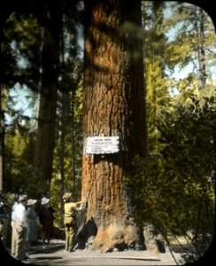 Y-5-56 Mammoth S Pine 1941 glass plate ColorNotRestor047