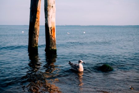 Seagull floating on the sea photo