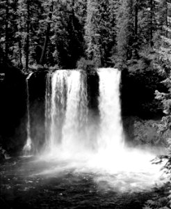 483616 Koosah Falls, Willamette NF, OR 1957 photo