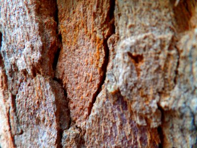 Bloodwood tree bark