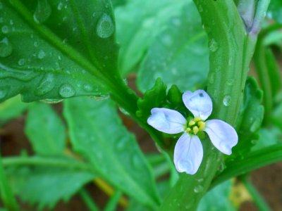 Watery greens photo