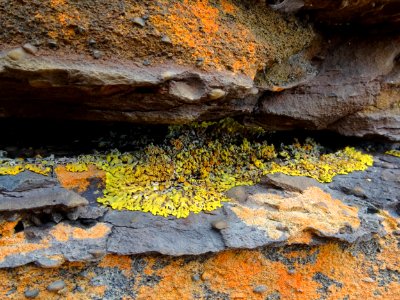 Lichen cave