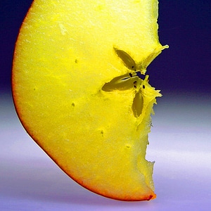 Disc fruit apple slice