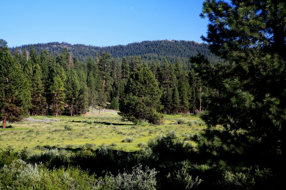 Grassland & Forest along Deer Creek-Malheur