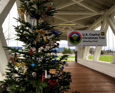 A Noble Fir from the Willamette National Forest at the CCT launch event in Sweet Home