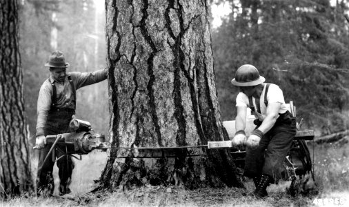 426966 Electric Power Saw, Hines Timber Sale, Malheur NF, OR