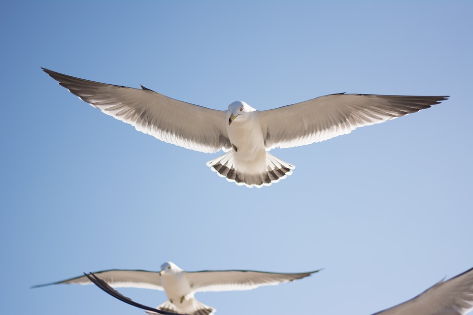 Bird sky animal photo