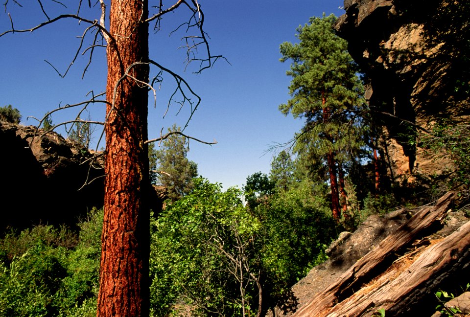 Lower Wychus Creek, Ochoco National Forest-2.jpg