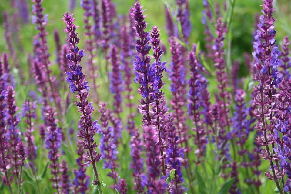 Spring flower violet photo