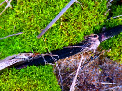 Forest of moss