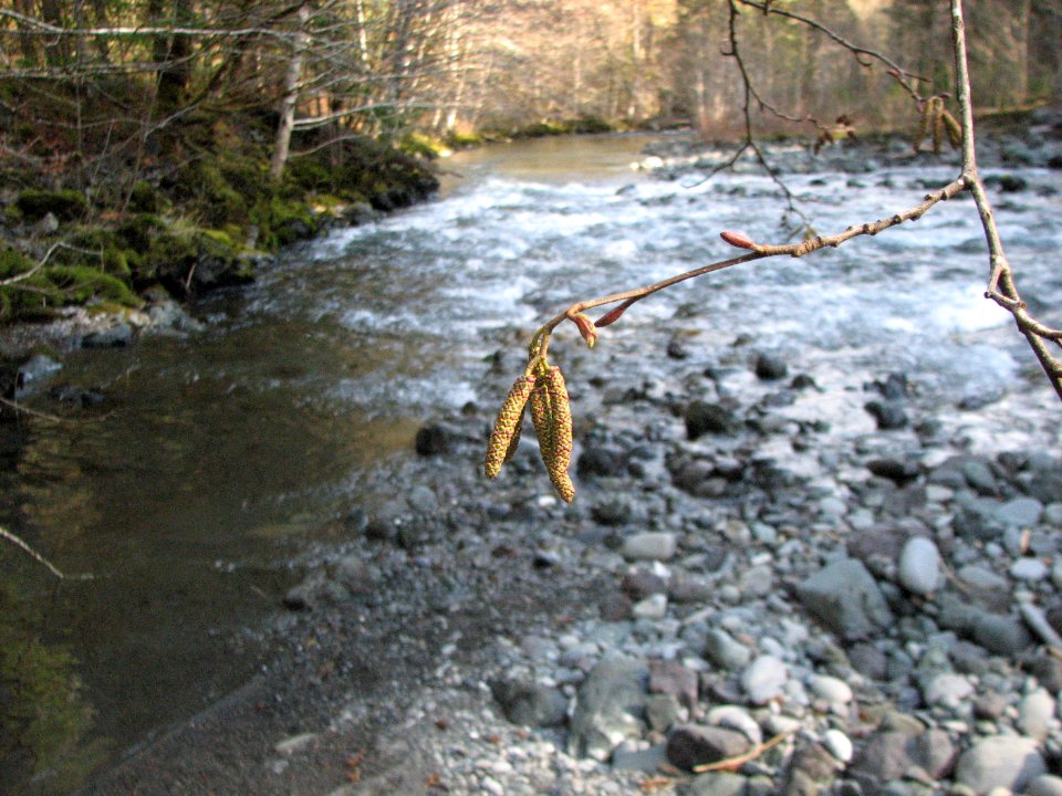 201903 FS Olympic Dosewallips River Betsy Howell