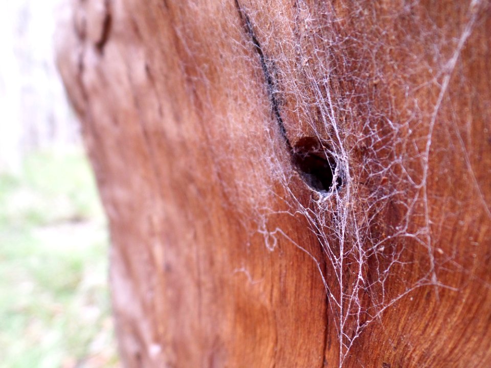 Spiderweb in spotted gum