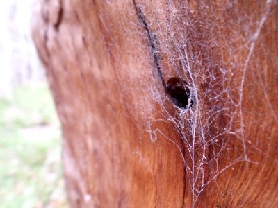 Spiderweb in spotted gum photo