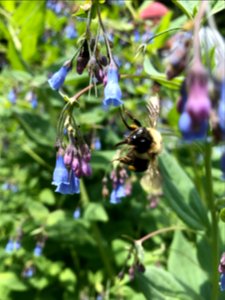bumble bee on Mertensia virginica Virginia Bluebells Browns Creek in Newport RD Amanda Hendrix