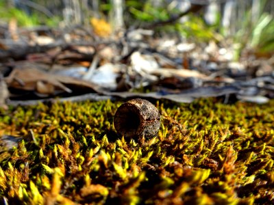 Tiny, tiny home photo