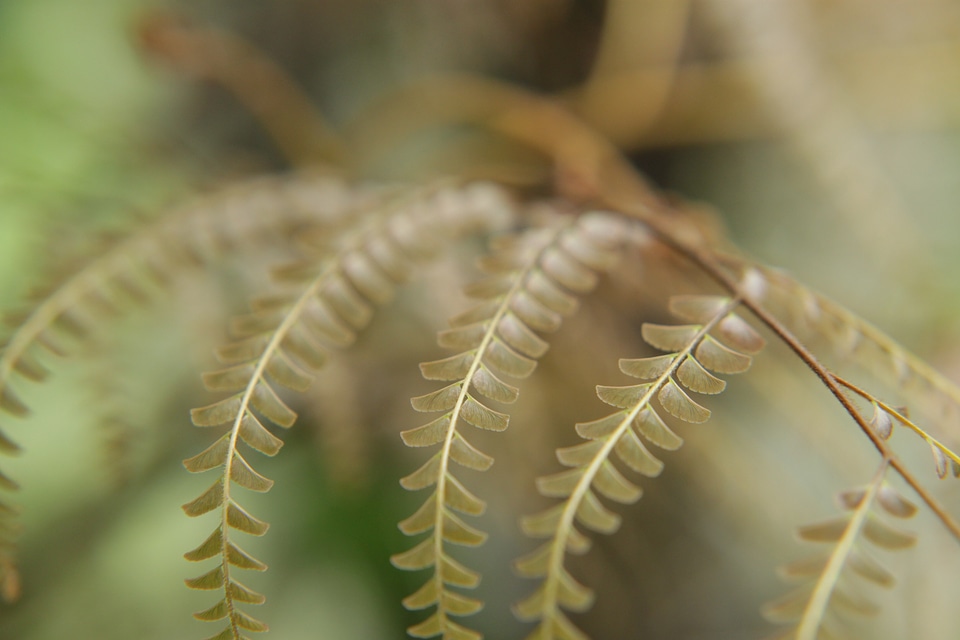 Green brown plant