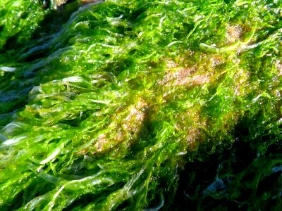 Almost edible - seaweed photo