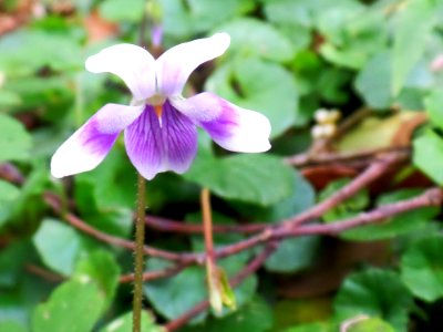 Australian native violet