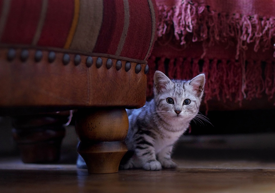 Animal kitty feline