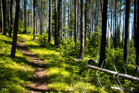 The Pacific Northwest Trail between Thirsty Mountain and Webb Mountain