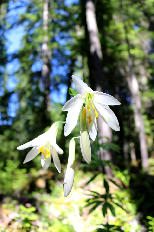 Lily, Willamette National Forest