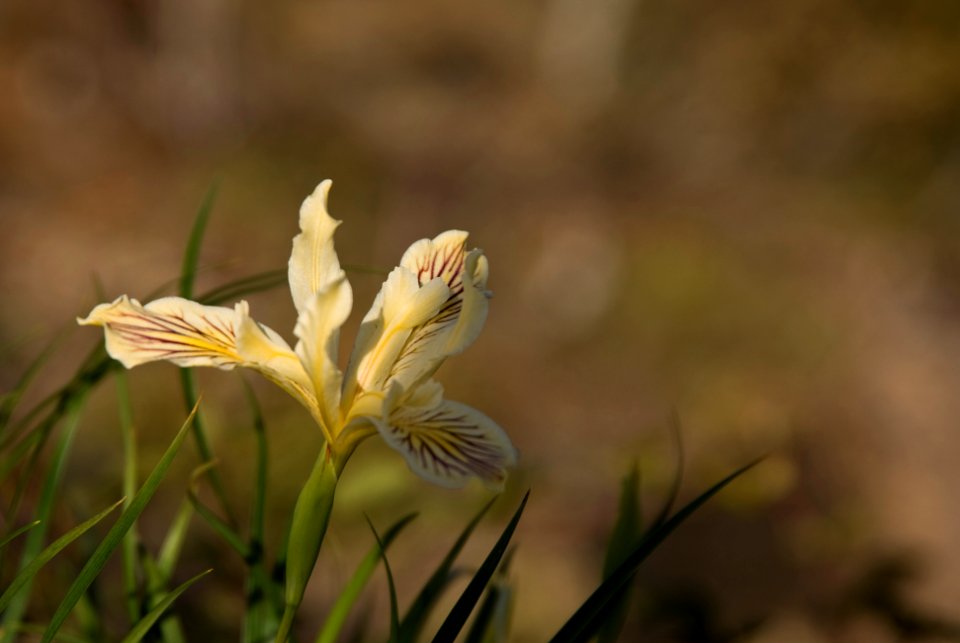 Iris Detail-Unknown